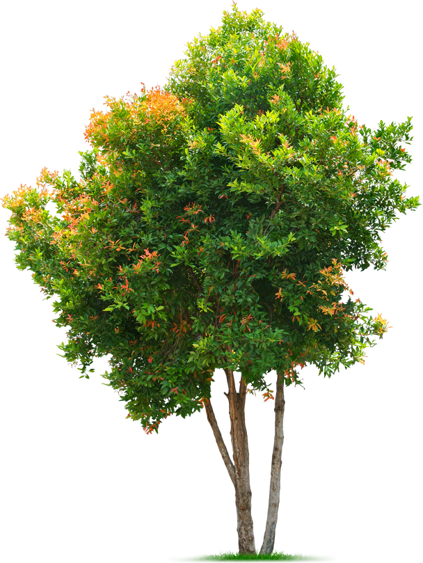 Tree with Green Leaves Cutout