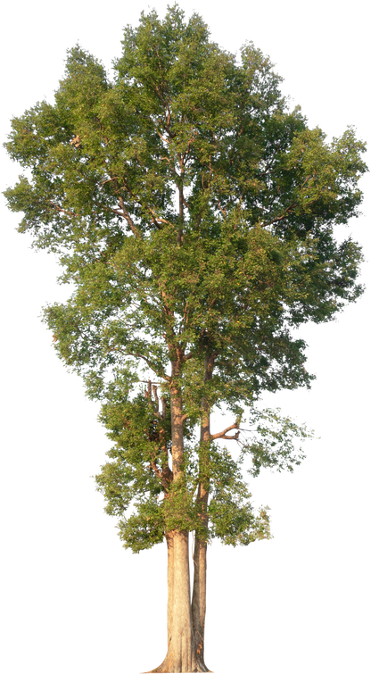 Hight Resolution Tree without Leaf PNG