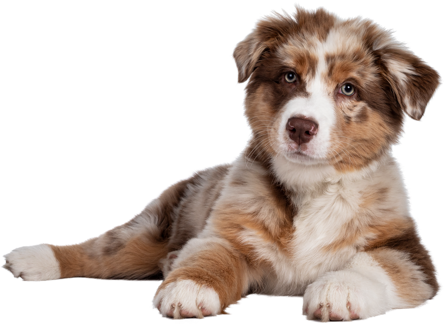 Brown Australian Shepherd Dog Puppy